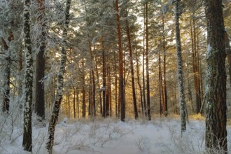 Winter Landscape in the Warm Light of the Setting Sun, Fir Tree Forest Covered by Snow, bright