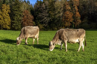 Grazing cows on a pasture in the sunshine in front of autumn-coloured trees, Leimbach, Thurgau,