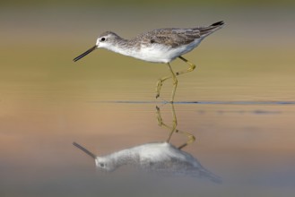 Pond sandpiper, (Tringa stagnatilis), animals, birds, limicoles, biotope, habitat, foraging,