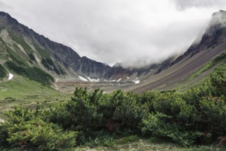 Evergreen shrubs Pinus Pumila growing in mountain circus of picturesque Mountain Range Vachkazhets