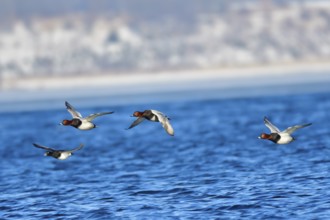 Male Common Pochard in Flight .Male Common Pochard in Flight