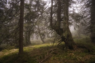 Mystical mountain spruce forest with fog in the Giant Mountains 5