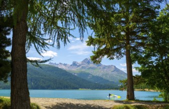 Windsurfing on the Beautiful Alpine Lake Silvaplana with Mountain View in the Swiss Alps with Tree