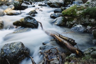 River of mountain crossing a forest. Long exposure shot