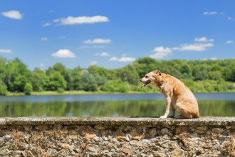 Old brown dog on wall in nature landscape with lake