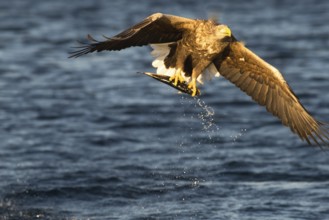 White-tailed eagle (Haliaeetus albicilla)