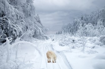 Wolf Road. Composition Polar wolf (Canis lupus tundrarum) in the taiga. This wolf is small and