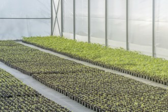 Rows of Potted Seedlings in Greenhouse