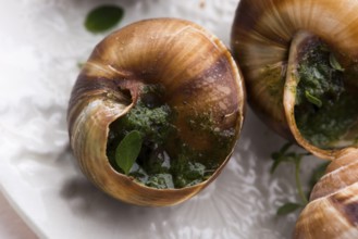 Escargot platter, delicious french delicatessen