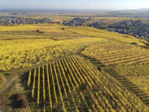 An image of a view over a vineyard at Alsace France in autumn light