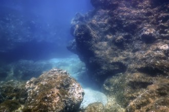Sea Life Underwater Rocks Sunlight, Underwater Life, wildlife
