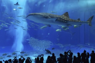 Whale shark in Okinawa Churaumi Aquarium, Japan, Asia