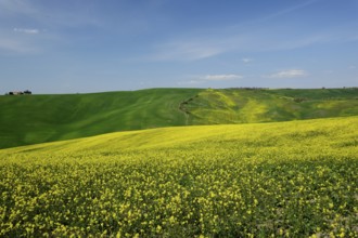 Springs brings an explosion of volours in the Tuscan valleys