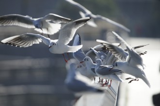 Seagull image. Shooting Location: Yokohama-city kanagawa prefecture