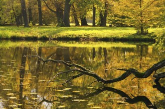 Wörlitz Park Lake