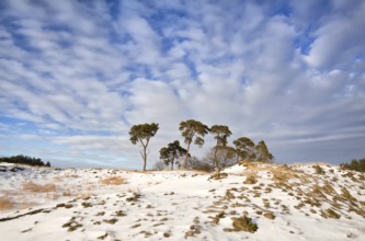 Pine trees on hill covered with snow over blue sky, Nunspeet, Netherlands