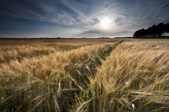 Golden wheat field in summer before sunset, Friesland, Netherlands