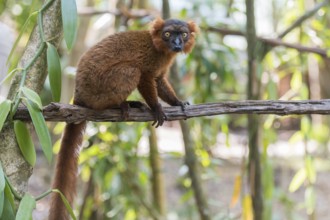 Hybrid between black lemur (Eulemur macaco) and crowned lemur (Eulemur coronatus) Palmarium Resort,