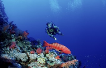 Diver and panther trout perch, Plectropomus pessuliferus, Egypt, Africa, Sinai, Dahab, Red Sea,