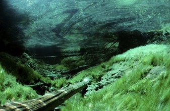 Mountain spring, mountain lake, Austria, Tyrol, Europe