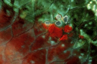 Colourful fish scales of a parrotfish, British Virgin Islands, BVI, Caribbean Sea, Caribbean,