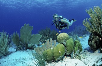Diver and coral reef, Netherlands Antilles, Bonaire, Caribbean, Caribbean Sea