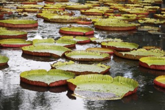 Sir Seewoosagur Ramgoolam Botanical Garden, Mauritius, Indian Ocean, Mauritius, Africa