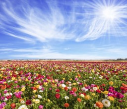 The picturesque field of flowering colorful buttercups. Bright sun warms wonderful flowers. Concept
