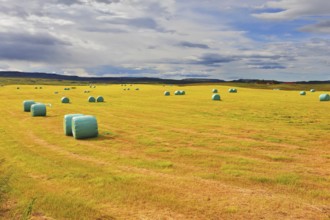 Mown grass folded into a neat stack and packed in special bags of plastic. Rural field after