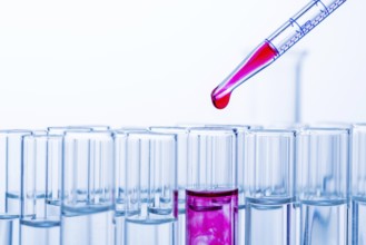 Many test tubes during an experiment in a university research laboratory. Symbolic photo for