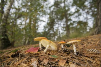 Group of Fly agarics in the autumn forest