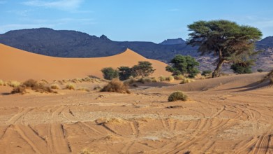 Sand dunes and trees under a clear sky with tyre tracks in the sand, The landscape of the Sahara in