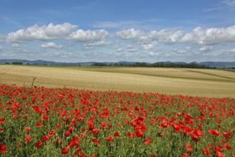 Poppy field in the Southern Palatinate