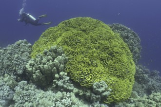 Yellow lettuce coral (Turbinaria reniformis)