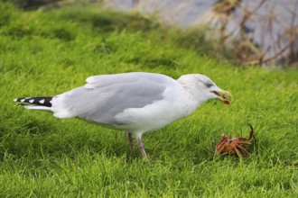 Seagull (Larinae) eating a crab, Brouwersdam, province of South Holland, Netherlands