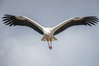 White stork (ciconia ciconia) in flight in a village in late winter