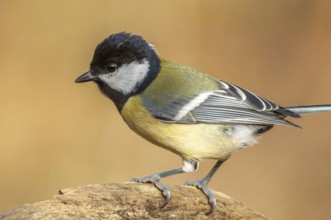 Great tit on a branch in the forest during winter. France