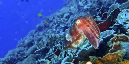 Cuttlefish, Sepia sp., Bunaken National Marine Park, Bunaken, North Sulawesi, Indonesia, Asia