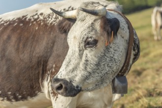 Cows cow with a bell potrait in pasture in mountain.Alsace, Vosges, France, Europe