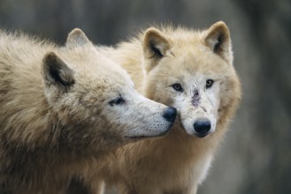Arctic wolf (Canis lupus arctos), also known as the white wolf or polar wolf