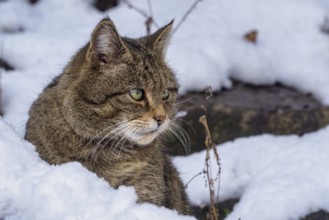 European Wild Cat (Felis silvestris)
