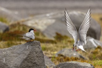 Arctic tern (Sterna paradisaea), Iceland, Europe