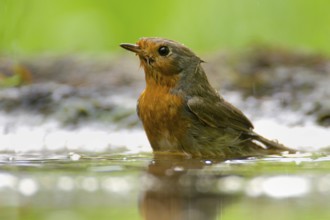 Robin taking a bath. European Robin taking a bath