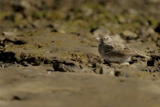 Crested lark camouflaging itself on the beach of Gruissan France