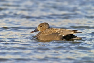Gadwall at early evening