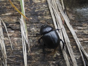 Dung beetle, Styria, Austria, Europe
