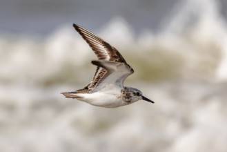 Sanderling (Calidris alba) in flight on the beach on Juist, East Frisian Islands, Germany, Europe