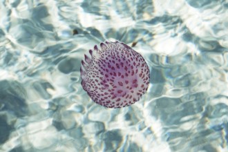 Jellyfish, Roccapina, Corsica