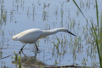 Little Egret Hunting (Egretta garzetta) White Little Egret