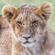 Close up of a tired lion cub